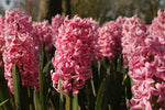 Hyacinth - Fondant