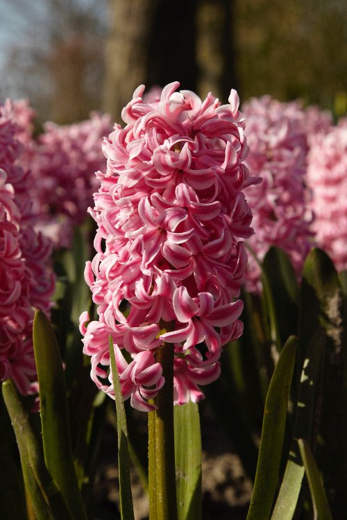 Hyacinth - Fondant