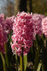 Close-up of Hyacinth Fondant with pink little florets and green foliage