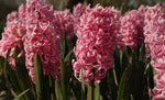 Hyacinth - Pink Pearl