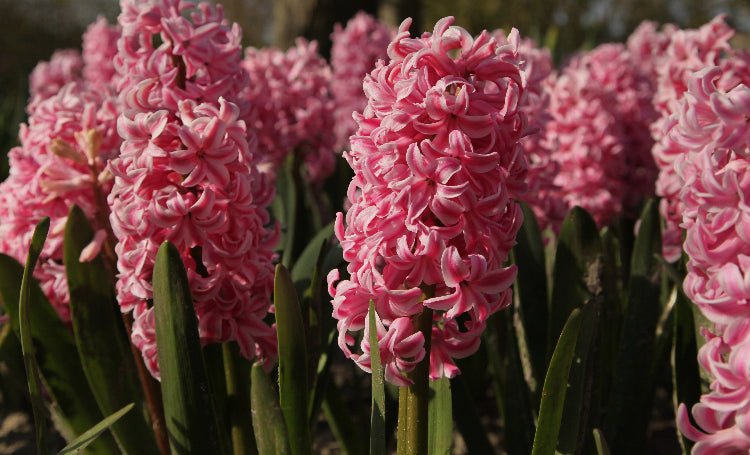 Hyacinth - Pink Pearl