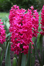 Hyacinth - Jan Bos