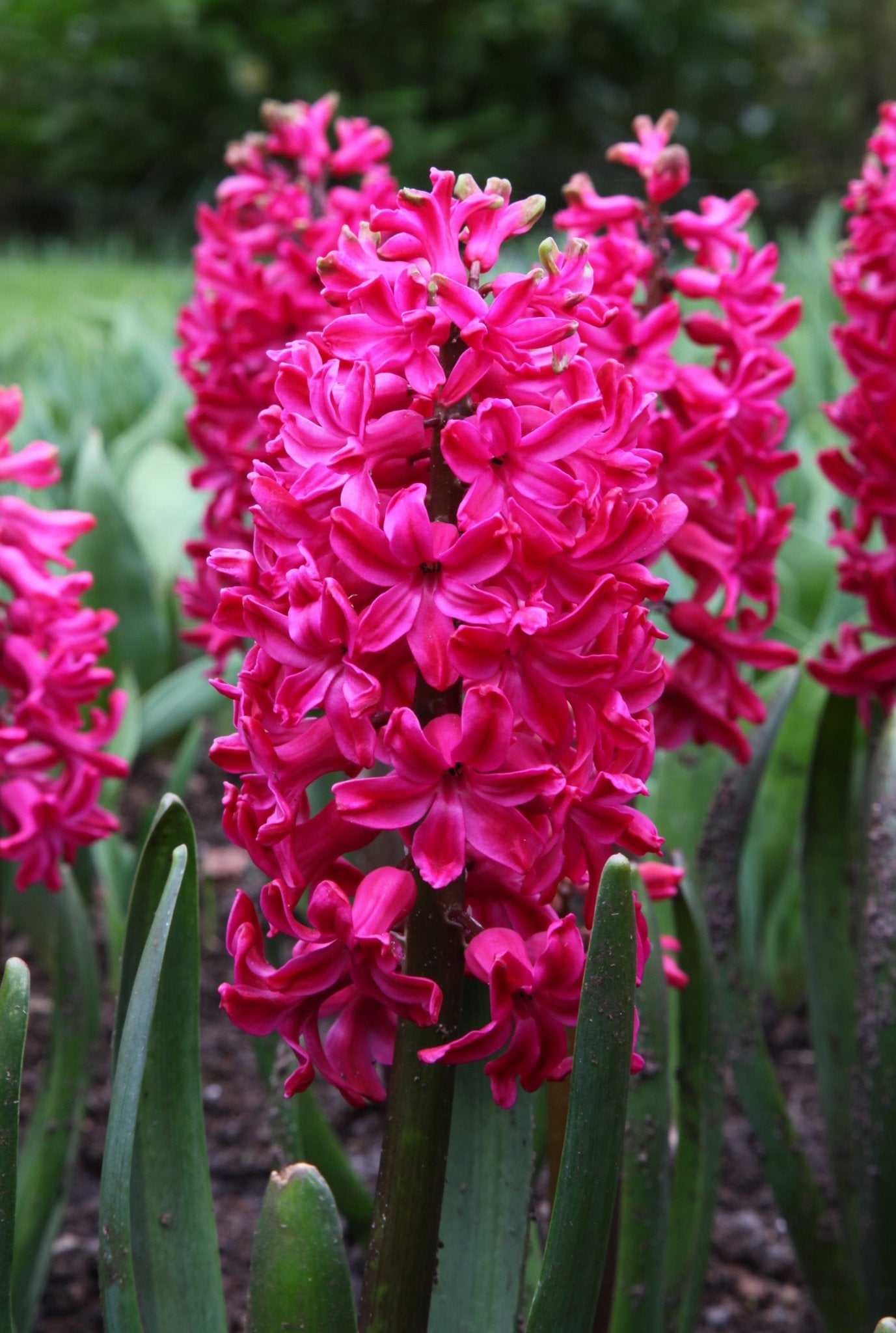 Hyacinth - Jan Bos