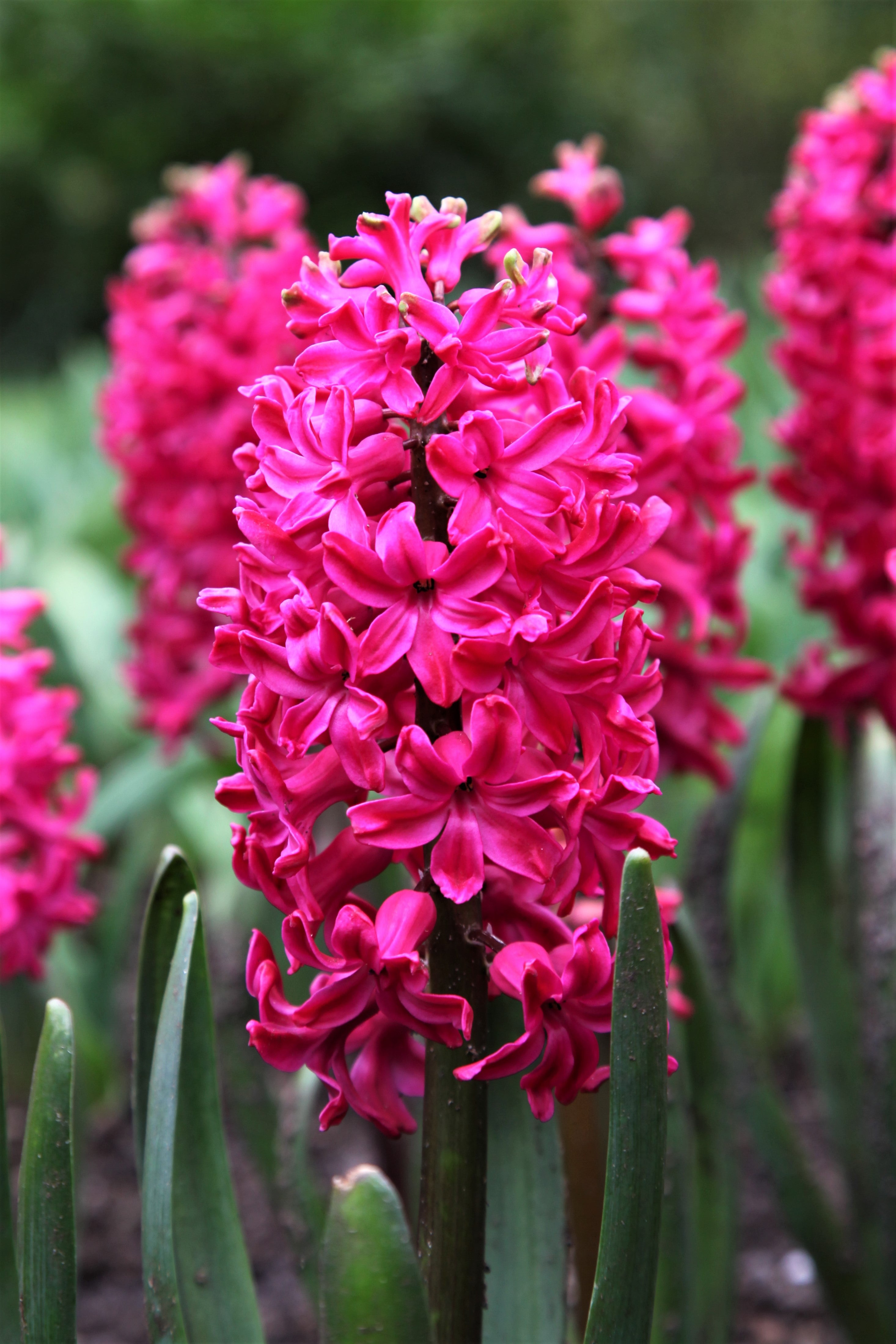 Close-up of Hyacinth Jan Bos with its pink blooms and green background