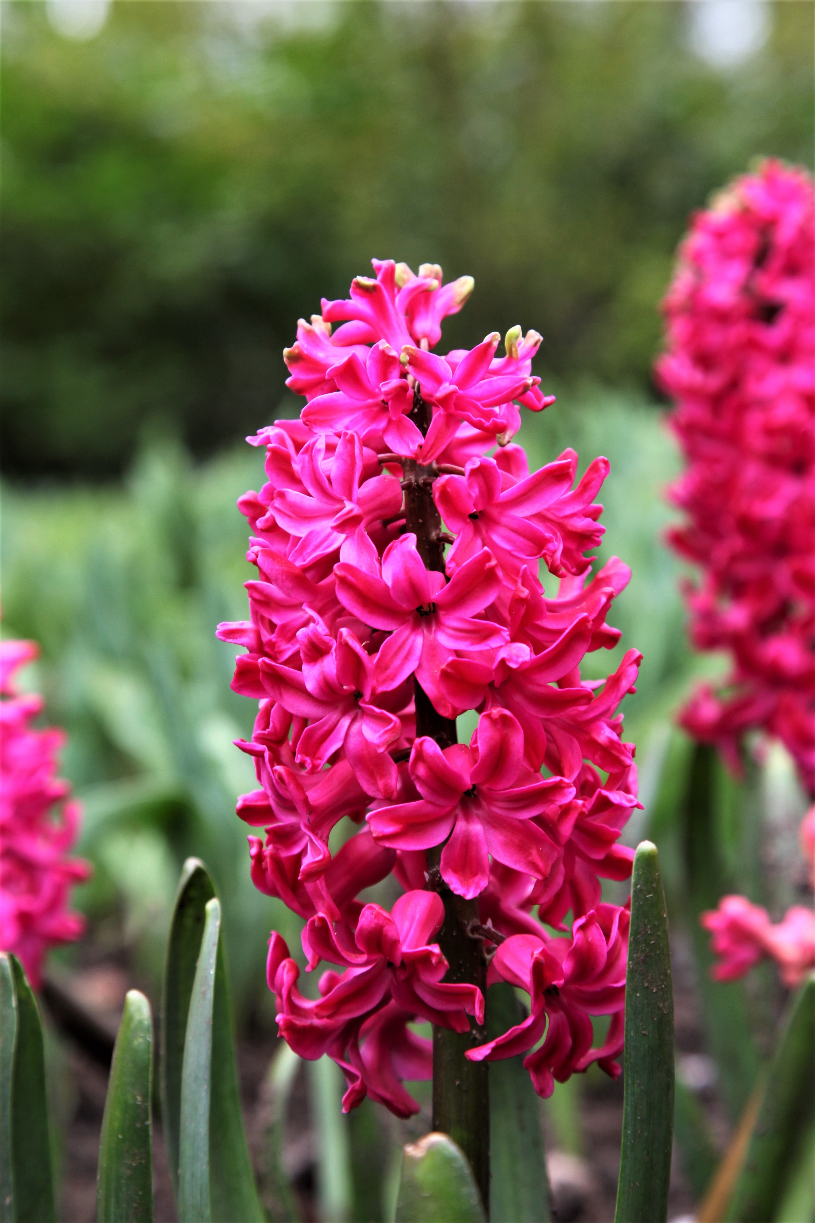 Beautiful pink hyacinth Jan bos, with little florets and green foliage