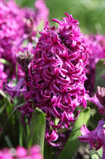 Hyacinth - Purple Sensation