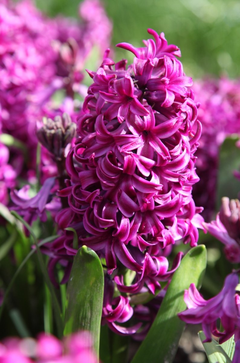 Hyacinth - Purple Sensation