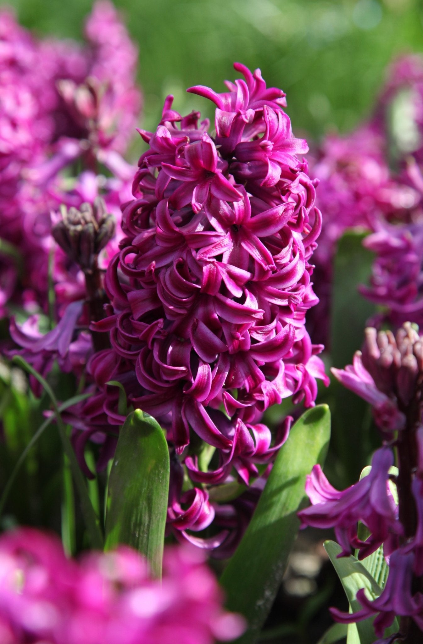 Hyacinth - Purple Sensation