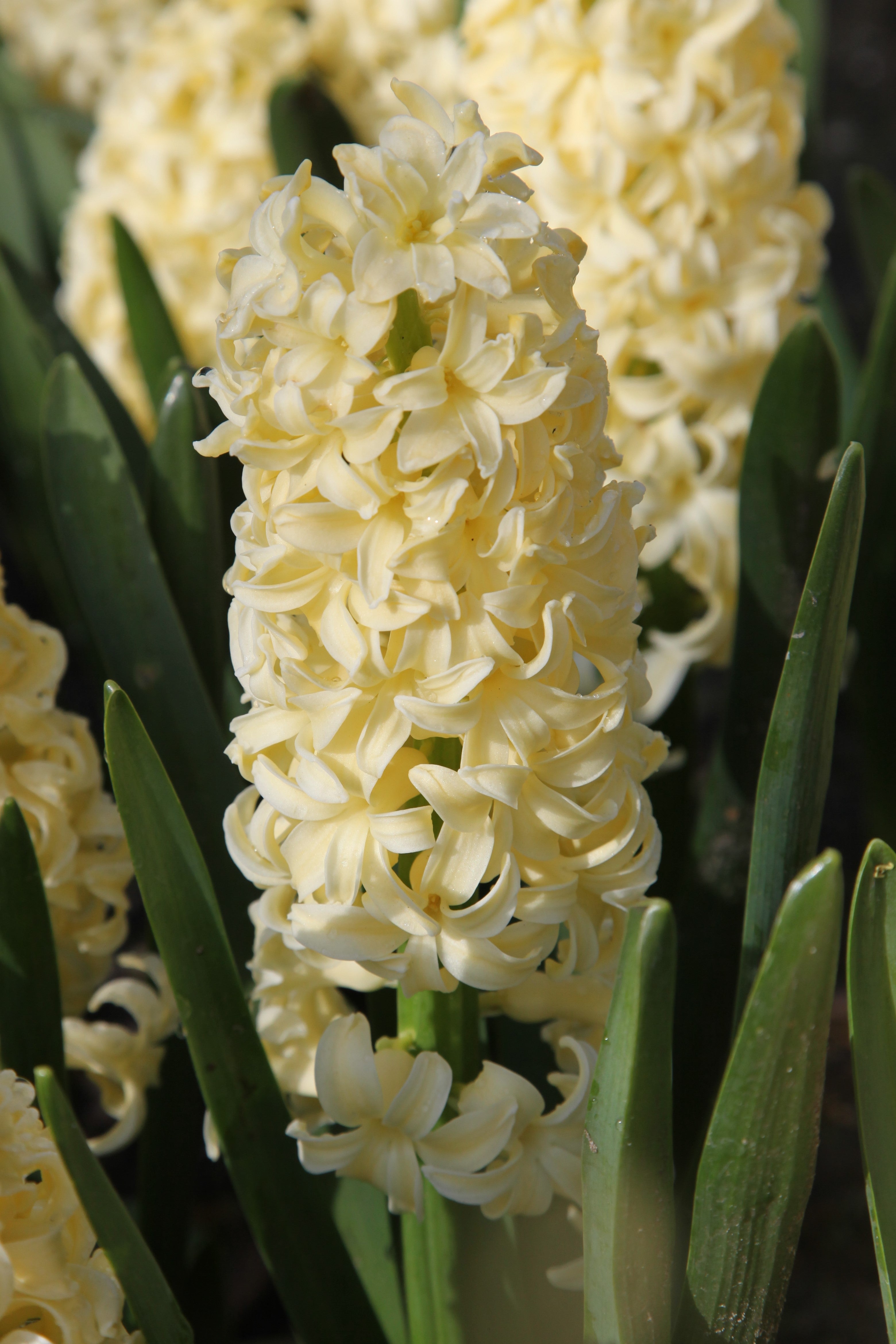 Hyacinth City of Haarlem with a soft yellow color and small florets