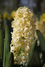 Hyacinth - City of Haarlem