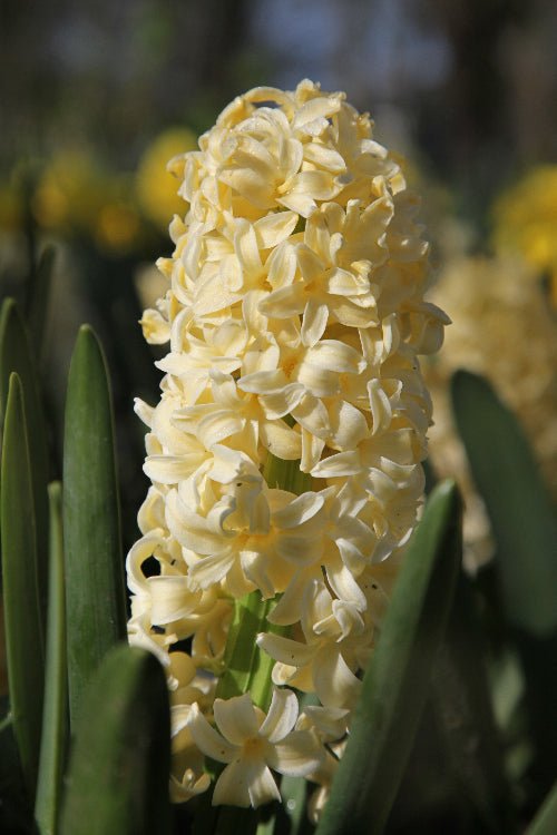 Hyacinth - City of Haarlem