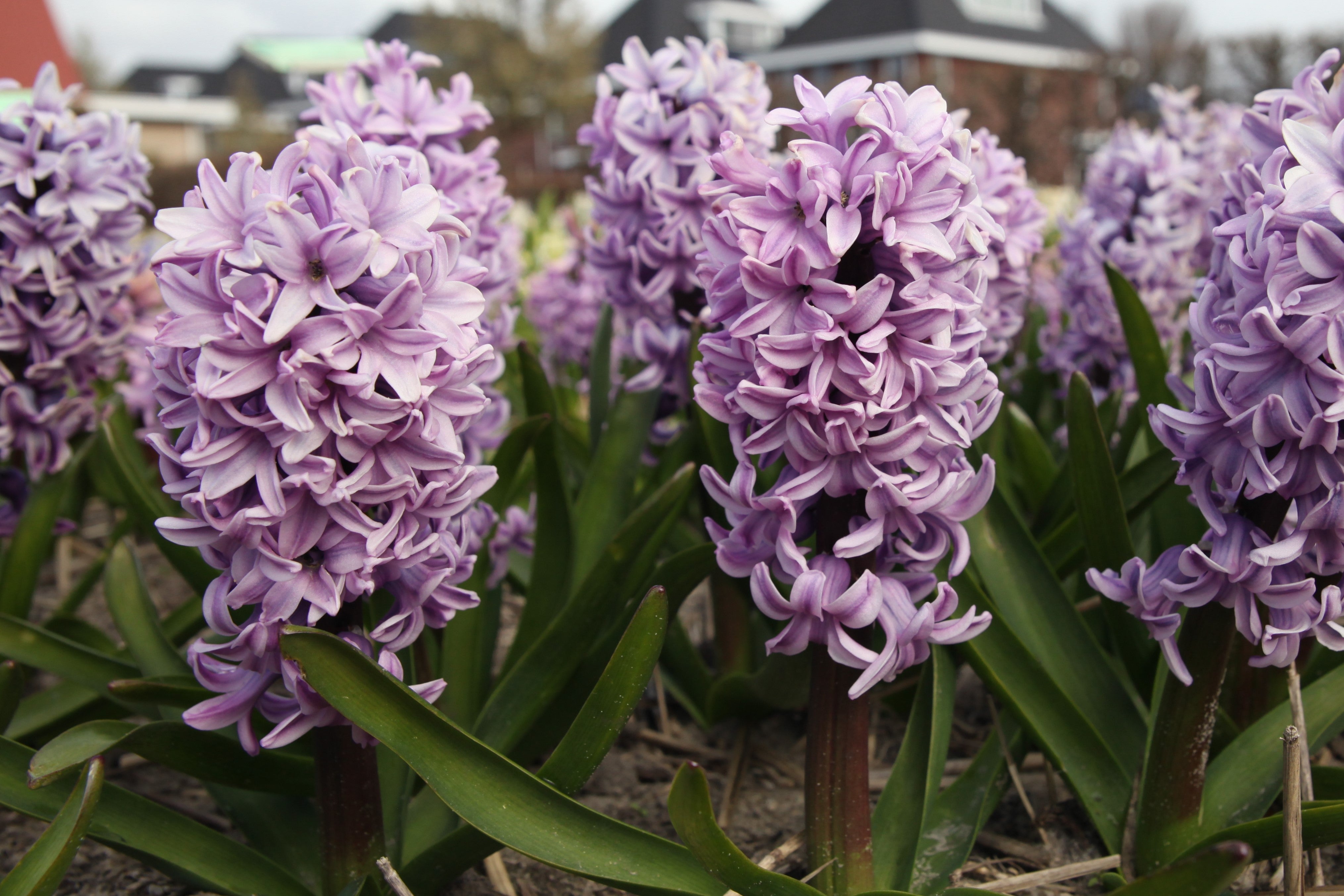 Group of Hyacinth Splendid Cornelia with violet small florets and green foliage
