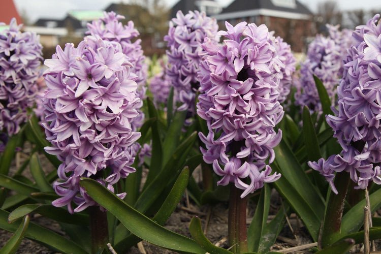 Hyacinth - Splendid Cornelia