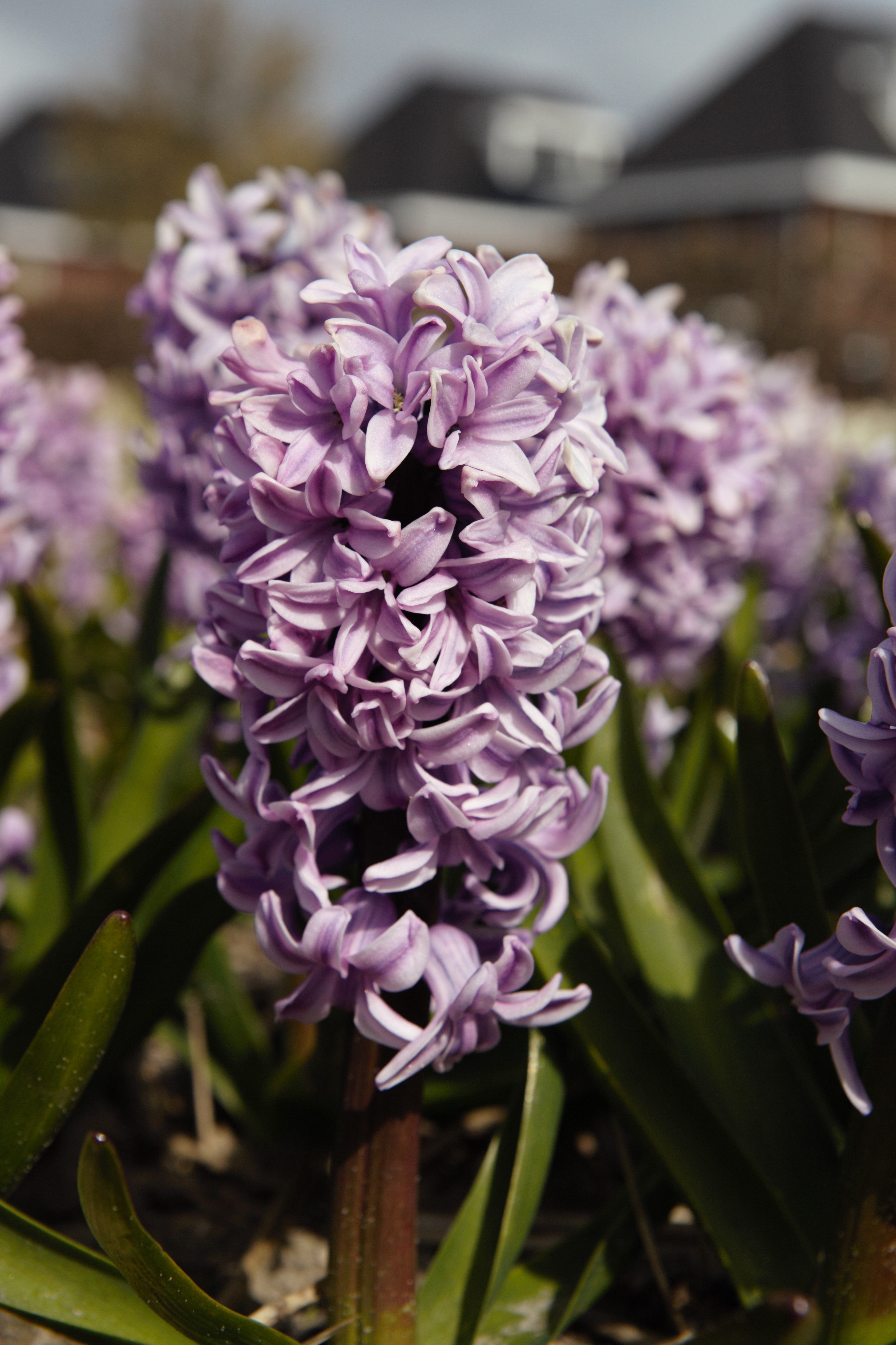 Close-up of Hyacinth Splendid Cornelia with violet flowers in garden