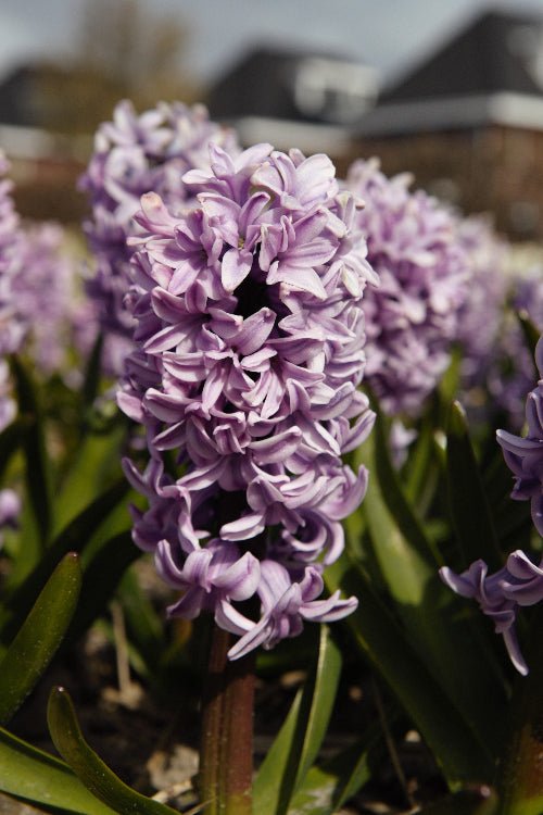 Hyacinth - Splendid Cornelia