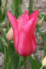 Close-up of Lily flowering tulip 'Mariette' with elegant pink petals