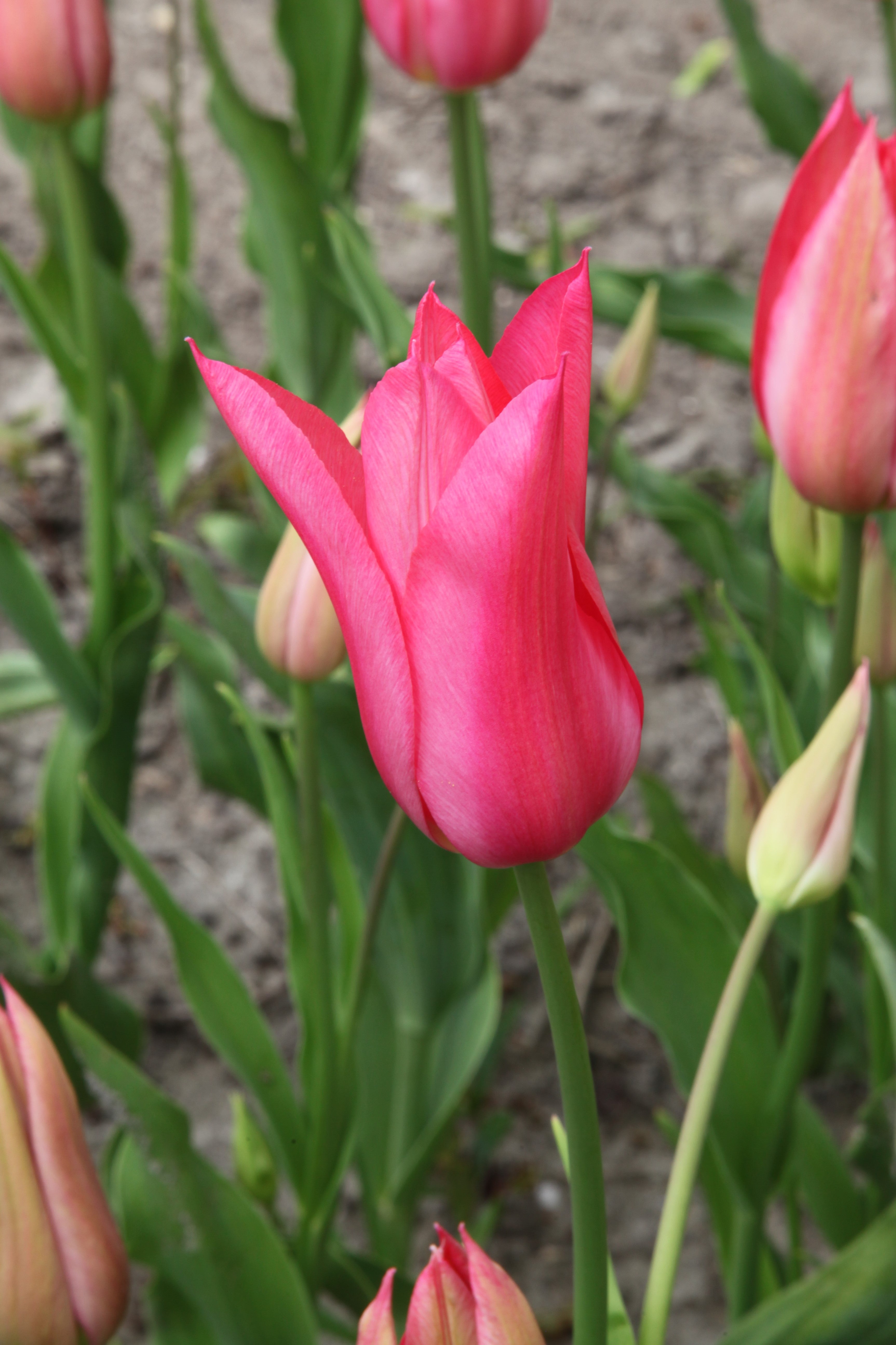 Vibrant Lily flowering tulip 'Mariette' showcasing its graceful pink blooms