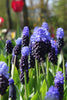 Latifolium grape hyacinth: a delightful addition to any garden landscape.