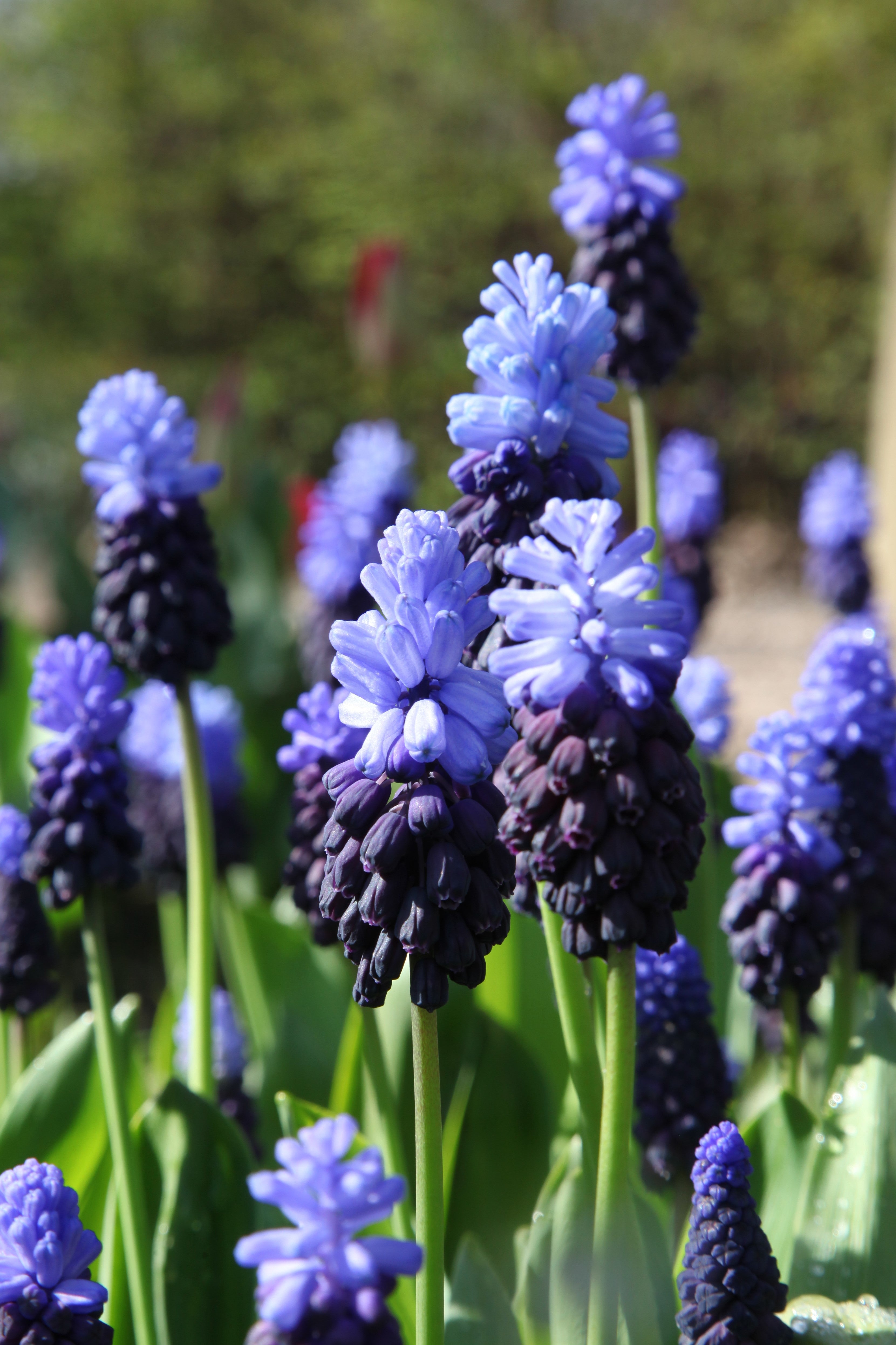 Vivid blue-purple Grape Hyacinth Latifolium brightens up flowerbeds.