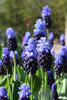 Vivid blue-purple Grape Hyacinth Latifolium brightens up flowerbeds.