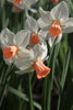 Daffodil - Cha - Cha