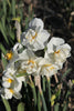 Group of Daffodil Cheerfulness with white petals in full bloom