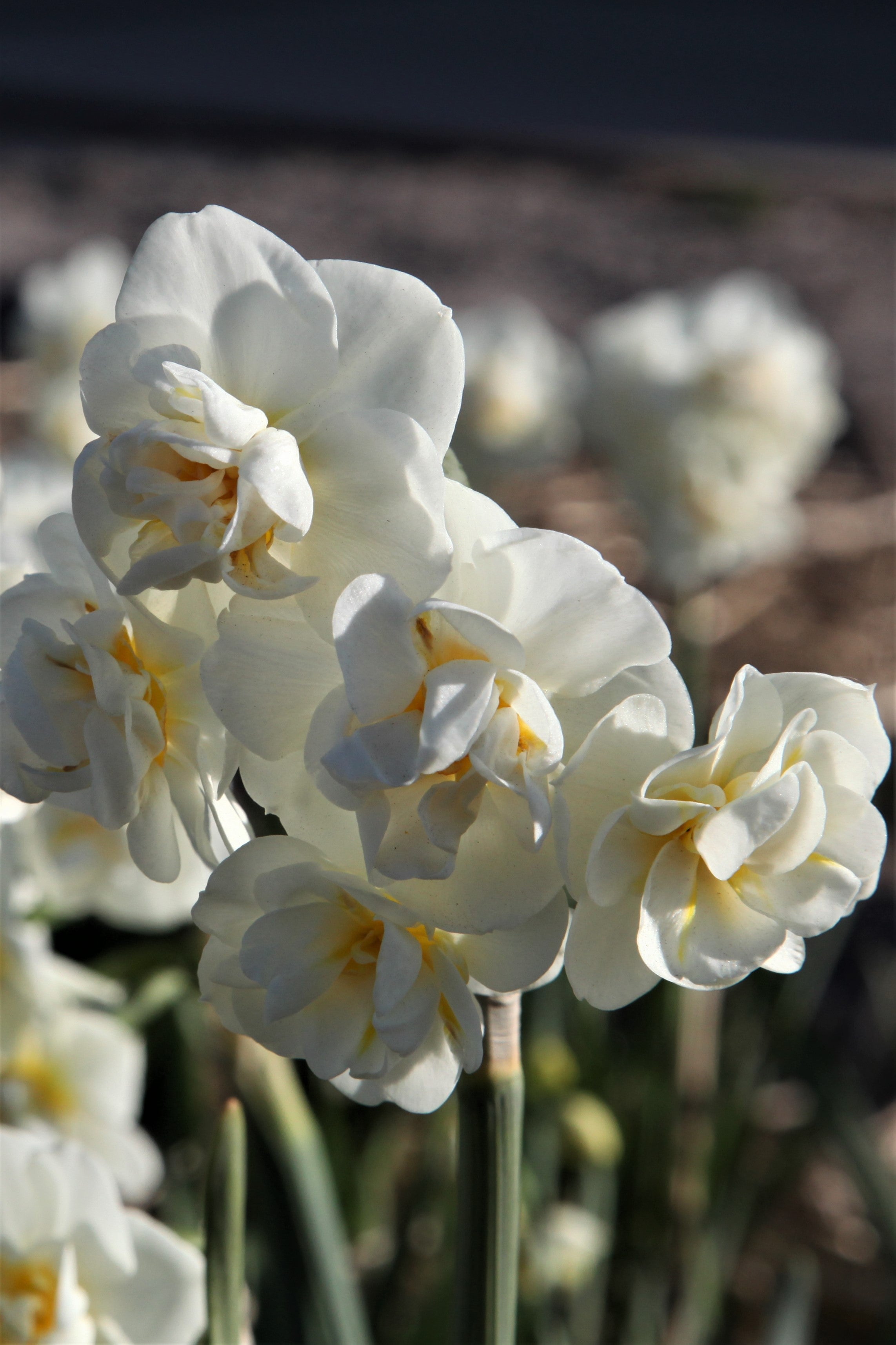 Delightful daffodils spreading smiles with their cheerful white blossoms