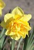 Enchanting Dick Wilden daffodil with radiant yellow petals in bloom.