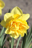 Enchanting Dick Wilden daffodil with radiant yellow petals in bloom.