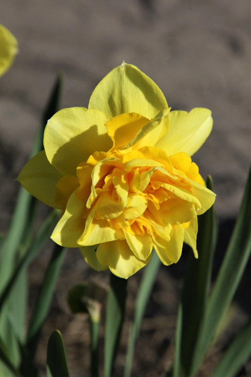 Daffodil - Dick Wilden