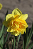 Elegant Dick Wilden daffodil blossoms, a sight of pure beauty