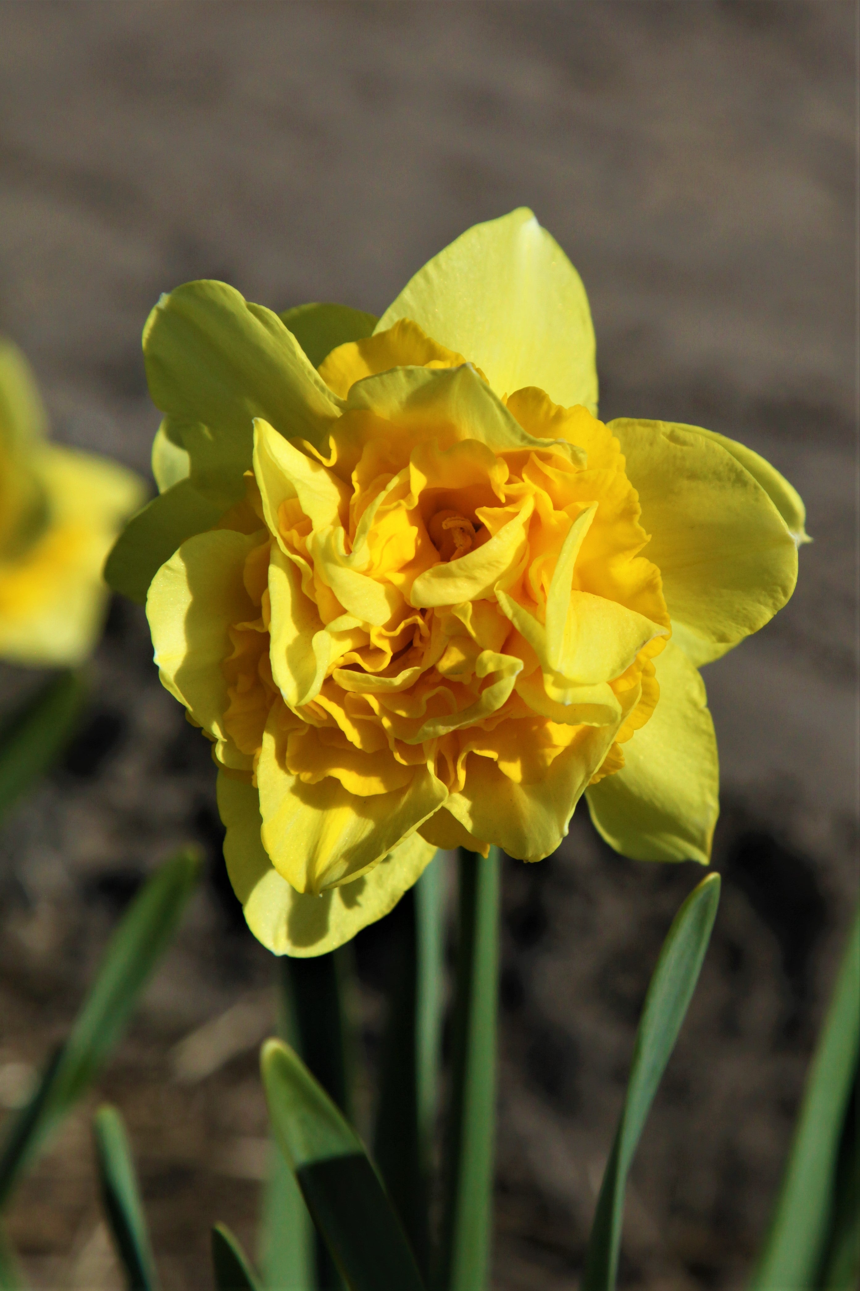Captivating Dick Wilden daffodil blooms, a burst of golden sunshine.