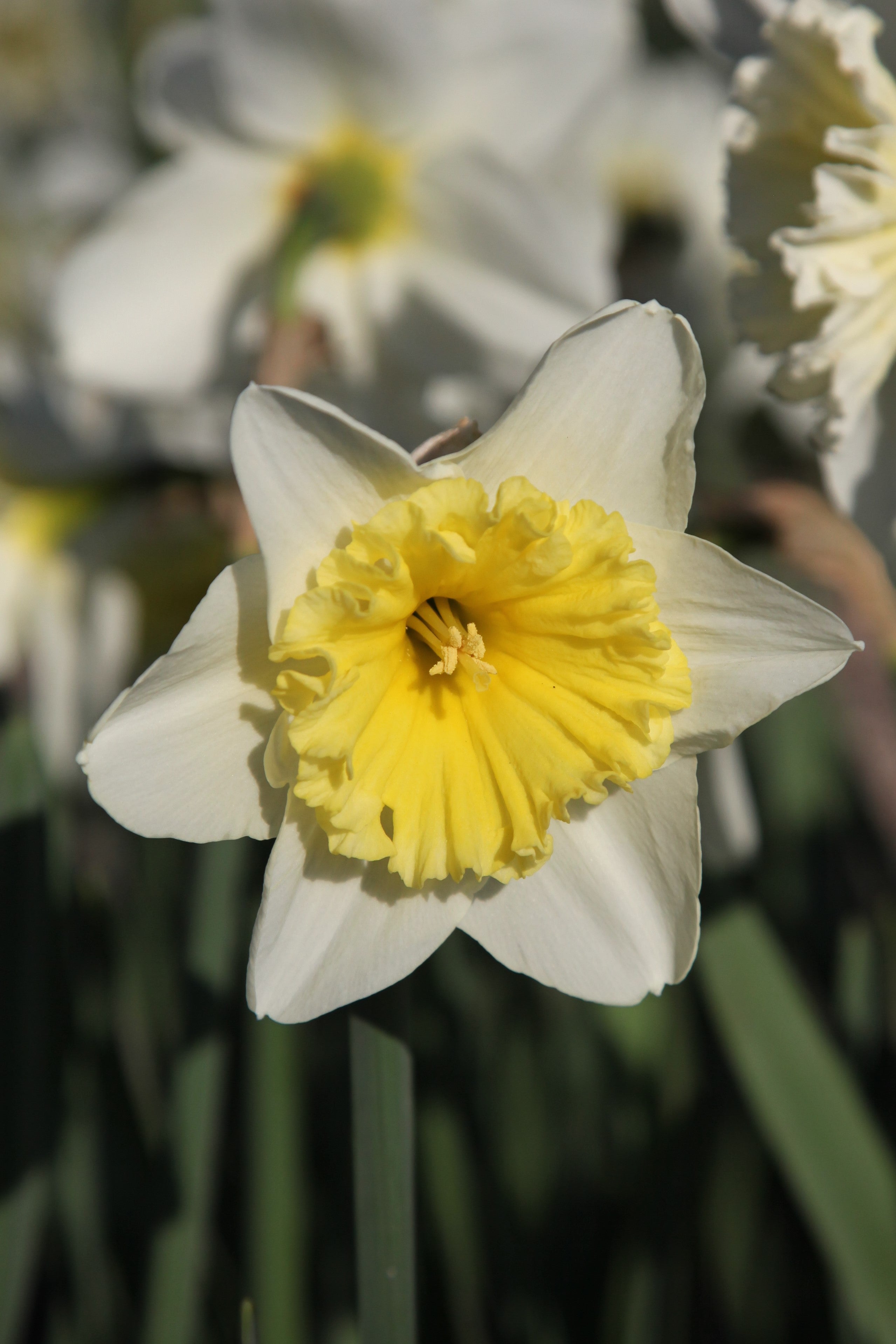 Close-up of daffodil ice follies with white petals and yellow cup