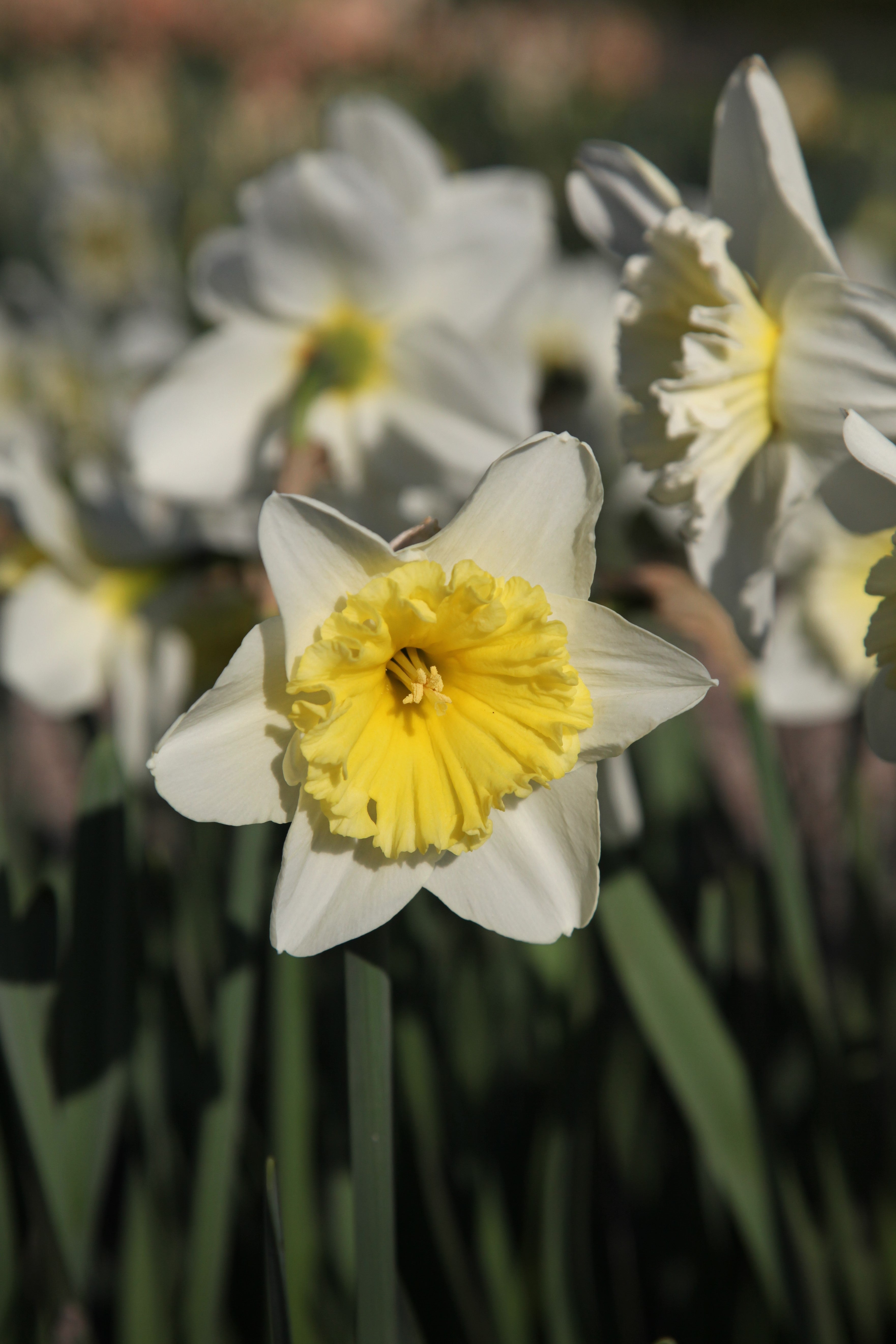 Daffodil Ice follies in full bloom with white petals and yellow cup