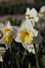 Daffodil - Ice Follies