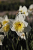Graceful Ice Follies daffodil, a frost-kissed beauty in the garden.