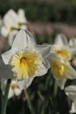 Daffodil - Ice Follies