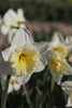 Daffodil Ice follies with white petals and a yellow, ruffled cup