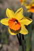 Close-up of Loveday Daffodil with yellow petals and a orange cup