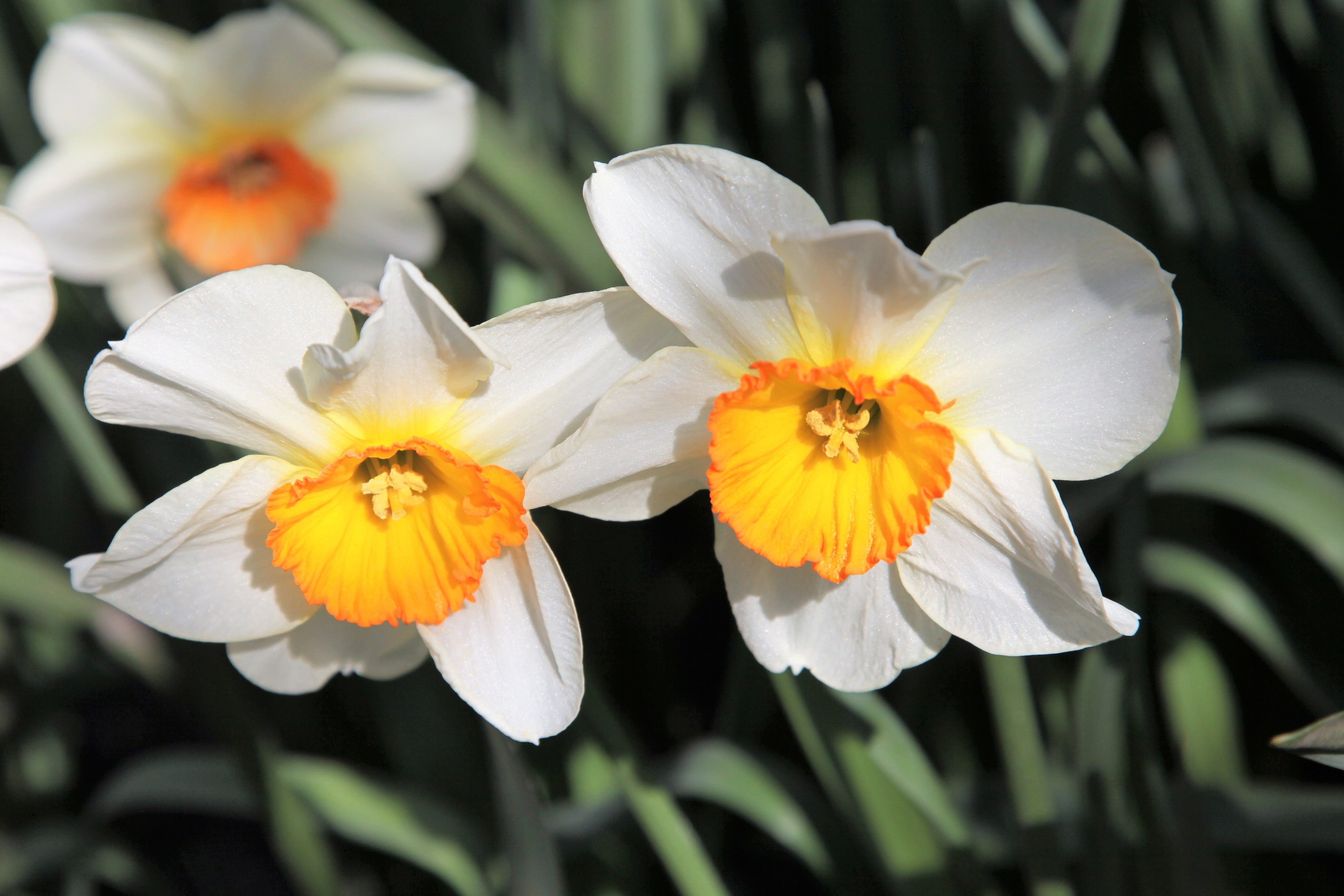 Daffodil Barret Browning has white flowers, with orange heart and green background