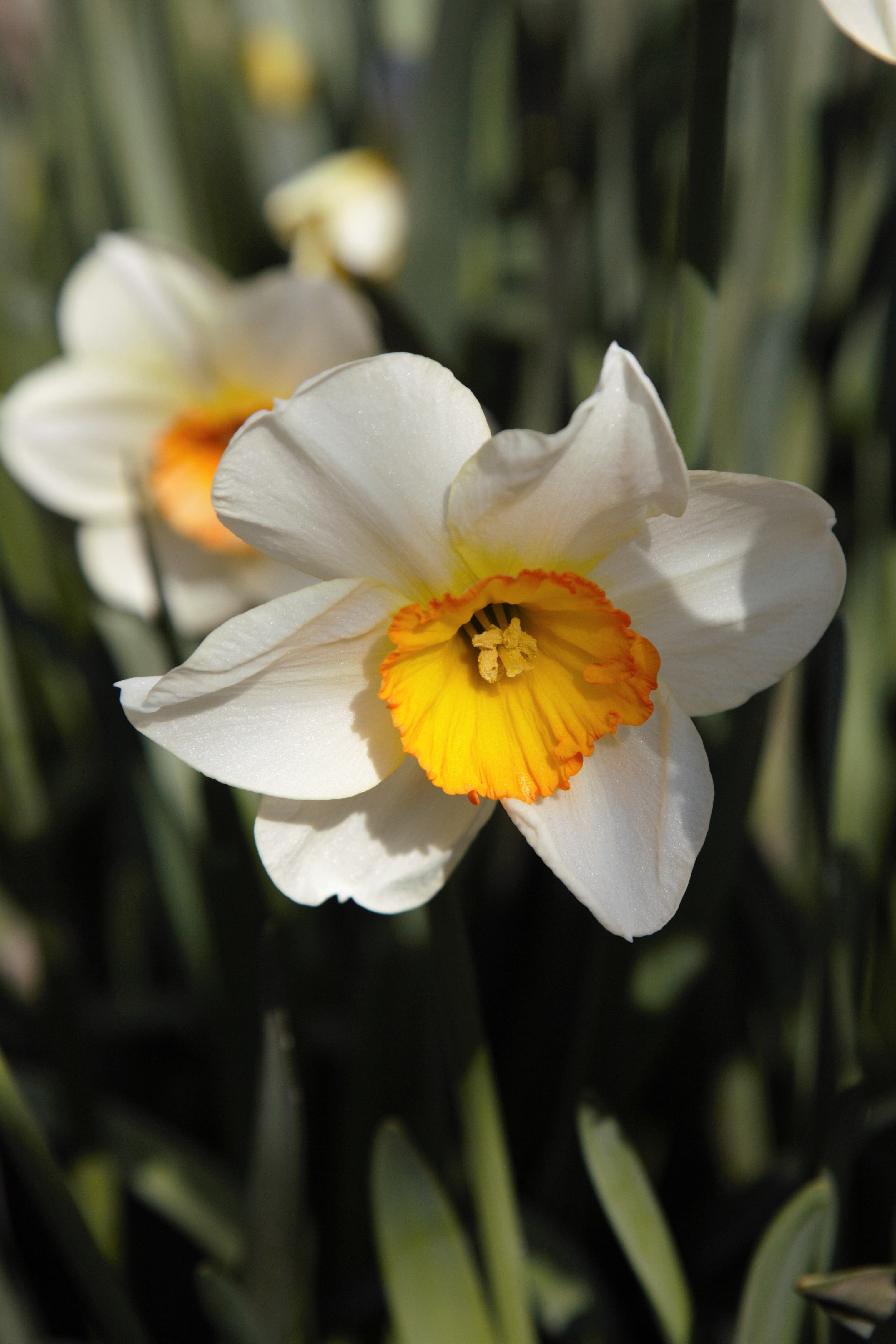 Barret Browning daffodil blooms, a poetic burst of white beauty.