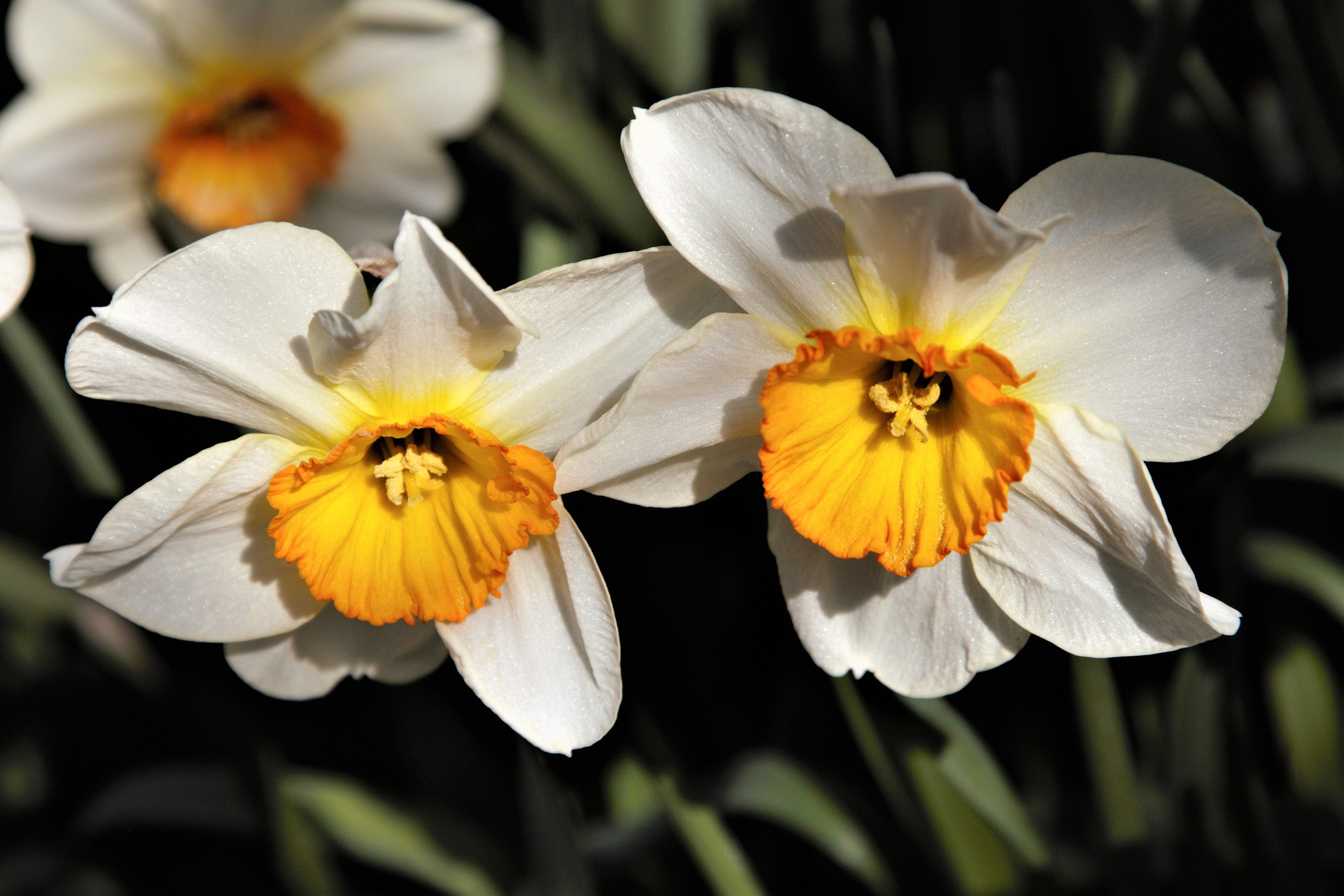 Vibrant Daffodil: Barret Browning variety, symbolizing hope and renewal.
