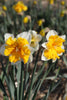 Two Orangery Daffodils with white petals and orange, ruffled cup