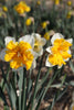 Two Orangery Daffodils with white petals and orange, ruffled cup