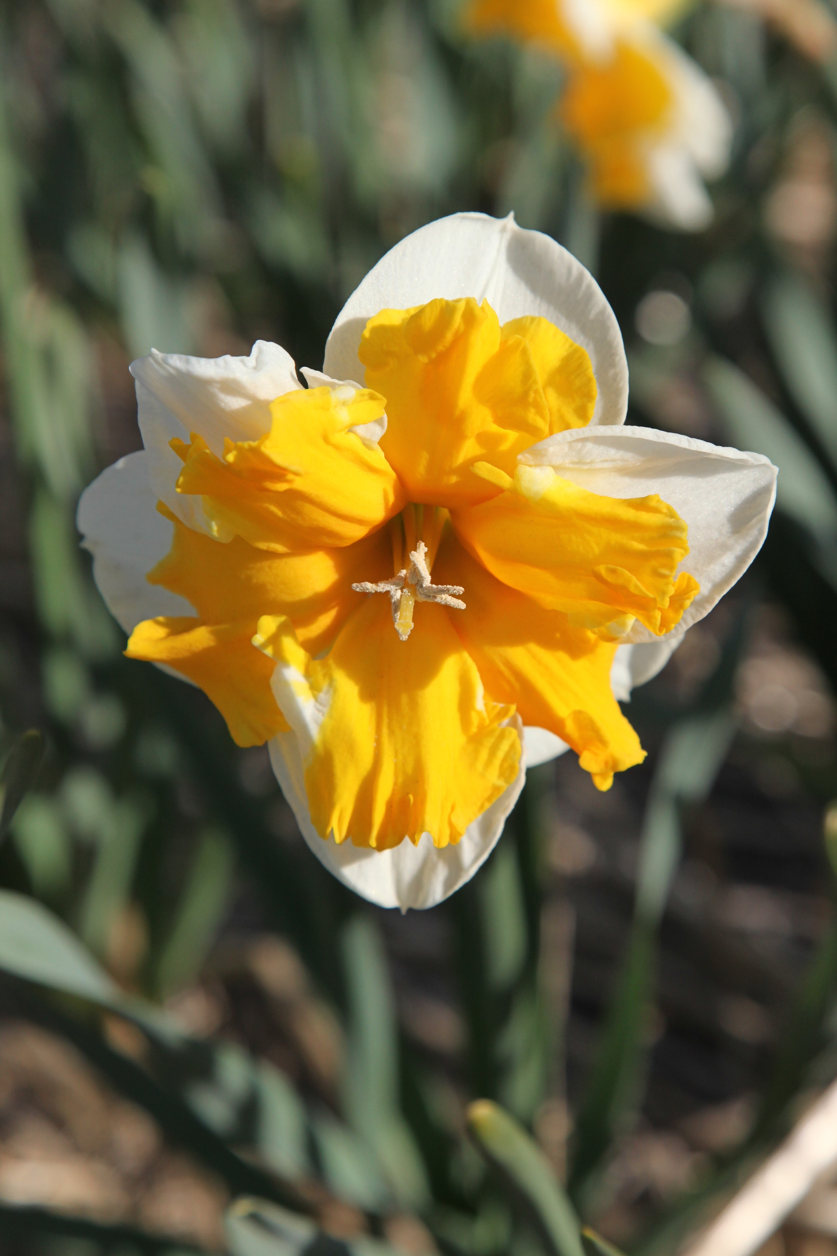 Close-up of Orange Daffodil with white petals, orange cup, green foliage