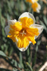 Close-up of Orange Daffodil with white petals, orange cup, green foliage