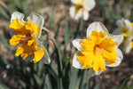 Daffodil - Orangery