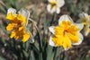 Radiant Orangery daffodil blossoms heralding the arrival of spring