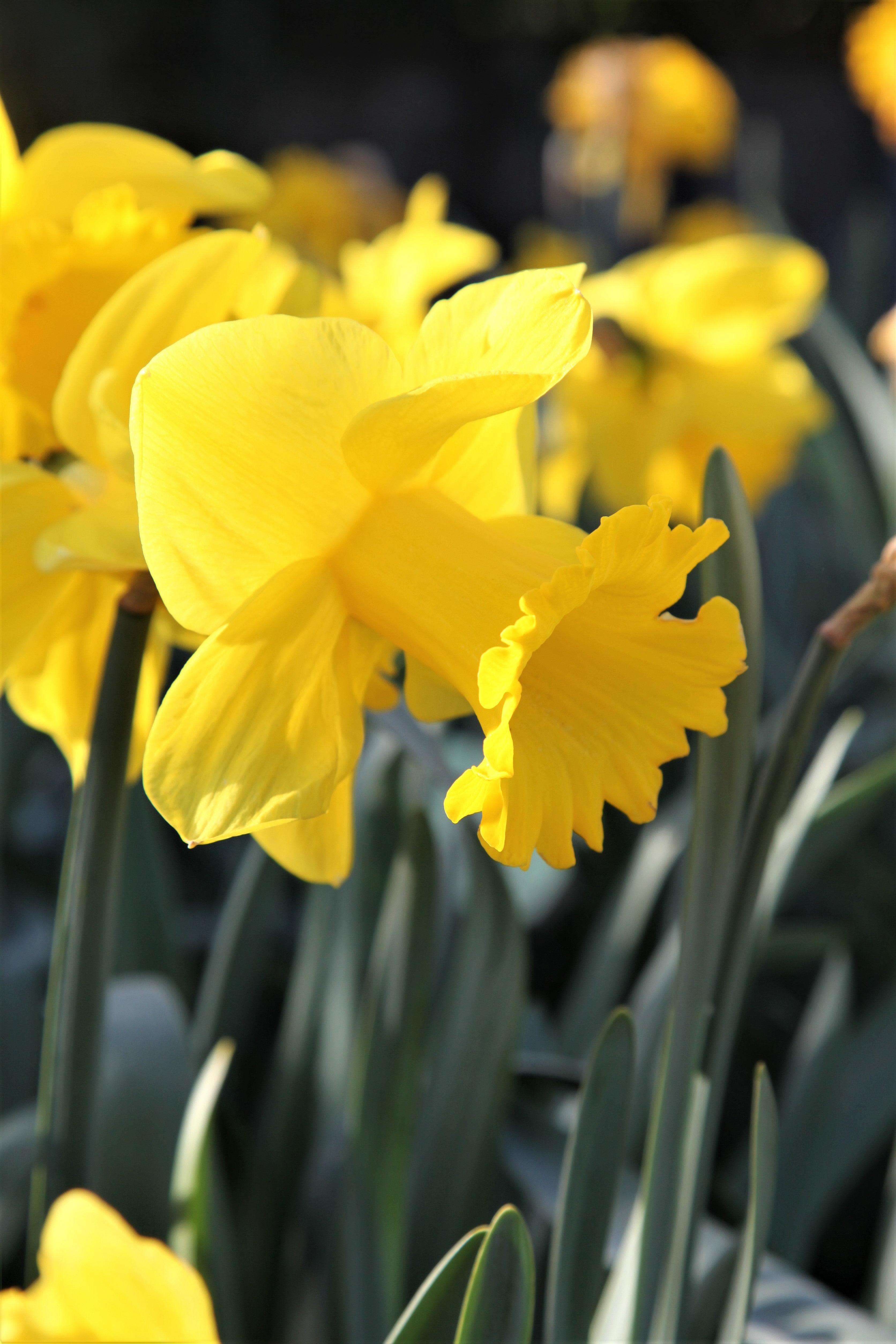 Exquisite Exception daffodil blooms with striking golden petals and beauty.