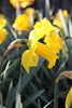 Enchanting Exception daffodil adds a splash of sunshine to gardens.